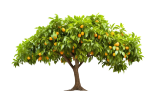 ai generado mango árbol en transparente antecedentes. png