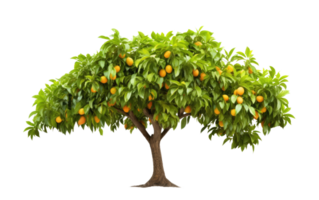 ai généré mangue arbre sur transparent Contexte. png