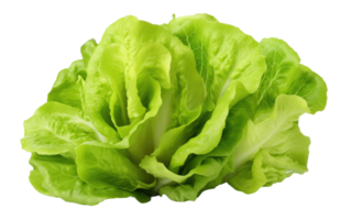 AI generated Fresh Green Lettuce On Transparent Background png