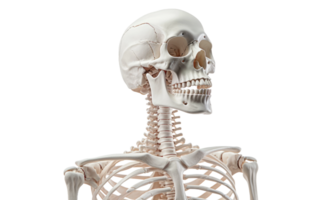 AI generated Educational Skeleton Image On Transparent Background png