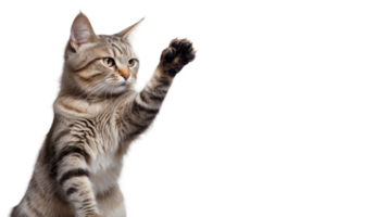 AI generated Kitty's High Five Stance On Transparent Background png