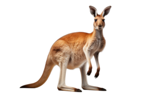 AI generated Kangaroo Pose On Transparent Background. png