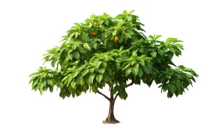 ai gegenereerd papaja boom elegantie Aan transparant achtergrond. png