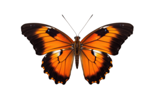 ai généré Orange noir papillon sur transparent Contexte png