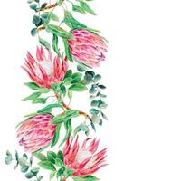 Protea watercolor, eucalyptus branch, seamless border, vertical. Vector illustration of pink flowers. Design element for cards, wedding invitations, banners, labels, flyers.