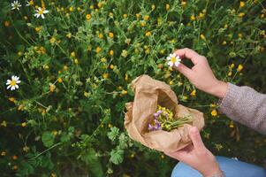 Herbalist woman collects calendula and chamomile flowers, prepares ingredients for traditional medicine or healing tea photo