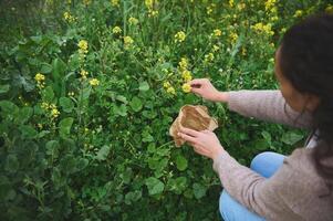 Young woman collecting medical healing herbs in the prairie in mountains. Phytotherapy, herbal medicine and naturopathy photo