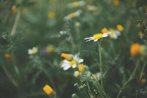 Nature background with white wild chamomiles and calendula flowers on green meadow. Medicinal herbs and plants in nature photo