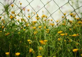 Medicinal calendula flowers growing in the field in the meadow in mountains over metal fence background. Nature backdrop photo