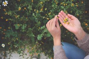 hembra herbalista botánico manos sostener escogido caléndula flores mientras coleccionar curación medicinal hierbas plantas al aire libre foto