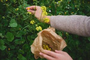 de cerca herbolario manos coleccionar medicinal plantas en montañas. herbario alternativa medicina para holístico curación foto