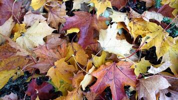 otoño tiene llegado en el afueras foto