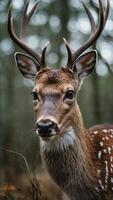 AI generated Close up image of a deer with earthy brown fur and white spots on its back standing in a serene woodland setting with a backdrop of lush green foliage photo