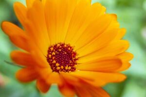 Close-up View Of a Beautiful Summer Flower In Soft Sunlight. Orange Flower Of Calendula Officinalis. photo