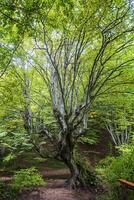 Beautiful big old tree with green leaves in the forest. Vertical view photo