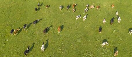 Aerial drone view of free grazing cows on a natural pastureland. Dairy farm. Growing livestock. Cattle breeding. photo