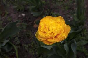 Beauty blooming yellow tulip in the garden. photo