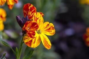 The brightly colored spring flowers of Erysimum cheiri also known as the Wallflower photo