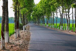 Road in the middle of the rice field with tree in the morning photo