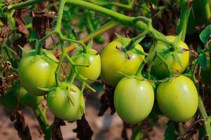 Green tomatoes growing on the vine in the garden. Close up. photo