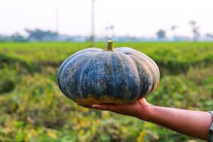 Pumpkin in hand on the background of the field. Selective focus. photo