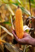 maduro maíz en el mazorca en el manos de un agricultor. foto