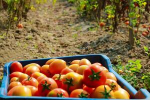 Ripe red tomatoes in a blue plastic box on the field. photo