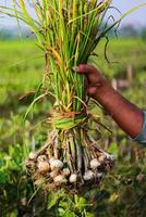 Farmer holding harvest of garlic in the field. Agricultural concept. photo