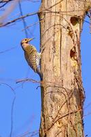 Northern flicker on a dead tree in the early morning hours photo