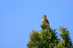 A song sparrow sings at the top of a tree on a clear day photo