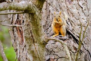 A fox squirrel in tree with a morsel to eat photo