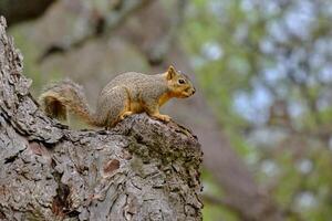 un zorro ardilla encuestas el jardines desde un cómodo Mancha en el árbol foto