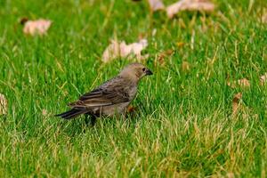 un hembra marrón con membrete cowbird búsquedas para comida foto