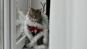 Scottish straight eared cat with red tie bow, glasses on New Year's holiday, celebrating Christmas. Pet sitting on the windowsill at home photo