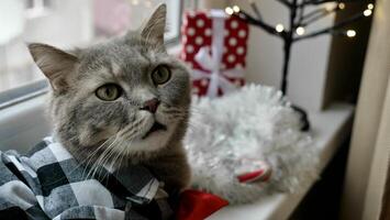 escocés Derecho orejas gato sorprendido con rojo Corbata arco en nuevo años día festivo, celebrando Navidad. mascota sentado en el antepecho a hogar foto