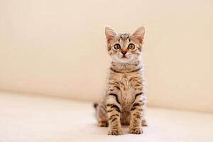 A little striped kitten sits on a cozy beige couch and stares with big eyes. Home comfort concept photo