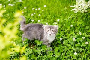 A lop-eared cat kitten walks outside in the green grass among the clovers photo