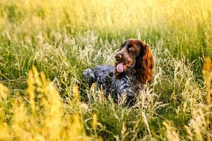 Russian brown spaniel lying in green grass in a field and lit by the setting sun photo