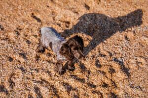 Russian brown spaniel puppy running and playing on the sandy beach. Summer nature photo