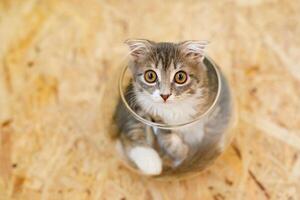 Gray lop-eared fluffy kitten lying in basin on wooden floor photo