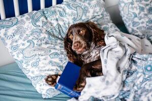 marrón spaniel acostado debajo un calentar cobija en el cama participación un libro foto