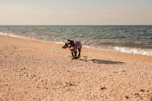 Russian brown spaniel puppy running and playing on the sandy beach. Summer nature photo