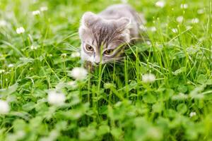 A lop-eared cat kitten walks outside in the green grass among the clovers photo