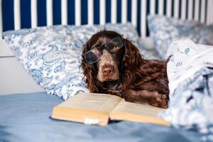 Brown spaniel with glasses lying under a warm blanket on the bed holding a book photo