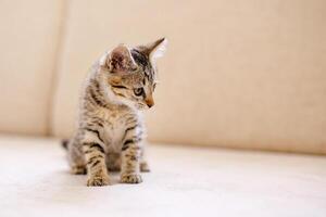 A little striped kitten sits on a cozy beige couch and stares with big eyes. Home comfort concept photo