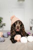 encantador ruso spaniel perro en de punto sombrero entretenido por de lana pelotas en cama foto