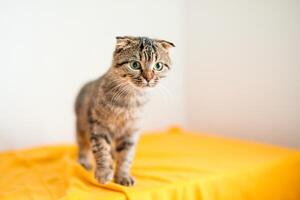 A Scottish lop-eared cat kitten plays, jumps on different surfaces and has fun photo