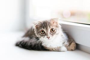 A lop-eared cat kitten lying on the windowsill photo