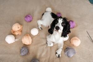 Playful Spaniel Puppy Engages with Colorful Woolen Balls on Bed photo
