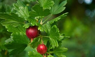 Red gooseberries on a branch with green leaves photo